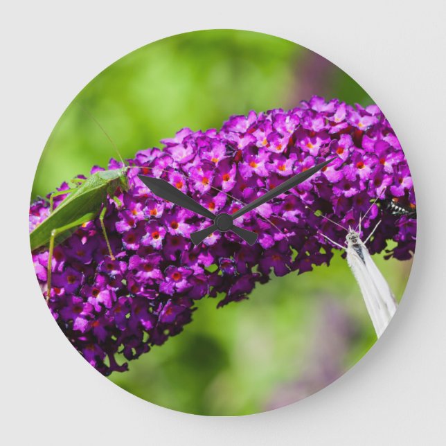 katydid energy stor klocka (Framsida)