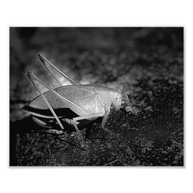 Katydid Grashopper in Black and White Insekt 8x10 Fototryck (Framsidan)