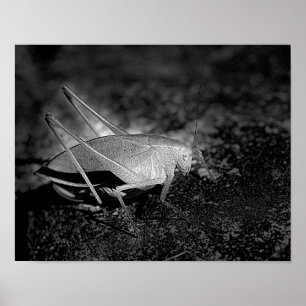 Katydid Grashopper in Black and White Insekt Poster