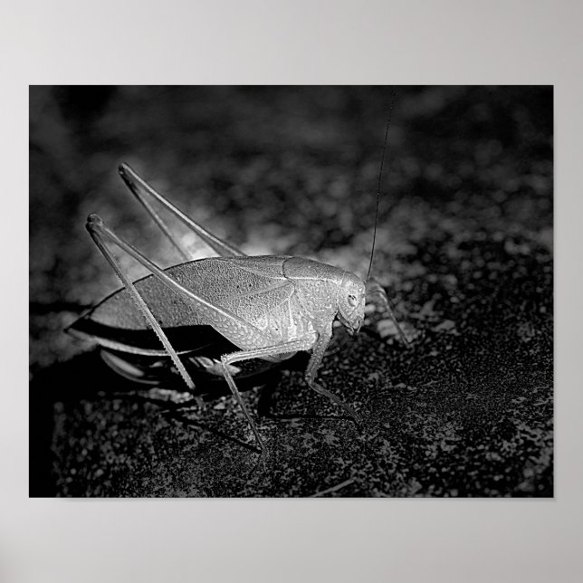 Katydid Grashopper in Black and White Insekt Poster (Framsidan)