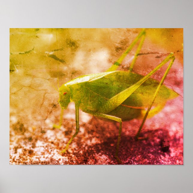 Katydid Grashopper Insekt Abstrakt Grunge Poster (Framsidan)