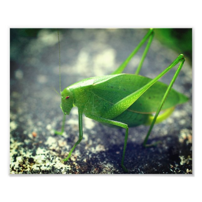 Katydid Grashopper-Insekt, slut 8 x 10 Fototryck (Framsidan)