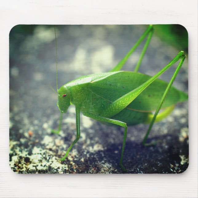 Katydid Grashopper Nature Musmatta (Framsidan)