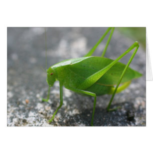 Katydid Grashopper Nature Photography Card OBS Kort