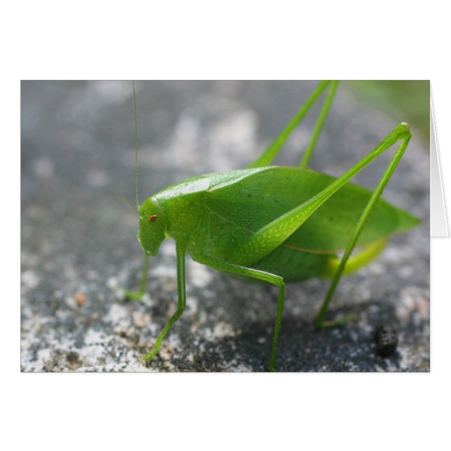 Katydid Grashopper Nature Photography Card OBS Kort (Framsidan Horizontal)