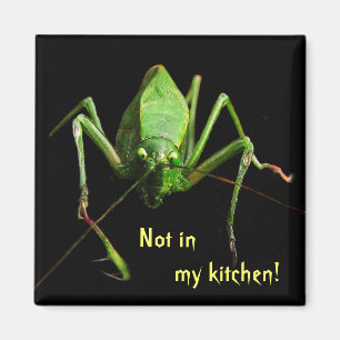 Katydid i kök magnet