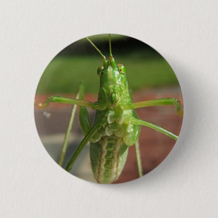 Katydid ~ knäppas knapp