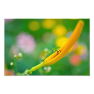 Katydid och blommor fototryck
