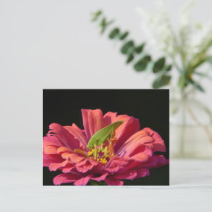 Katydid på Zinnia Vykort