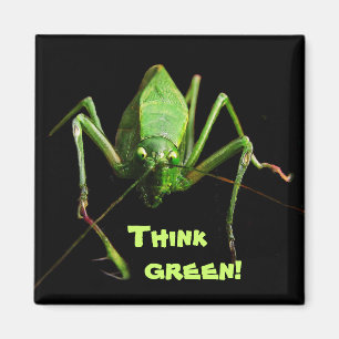 Katydid tänkagrönt magnet
