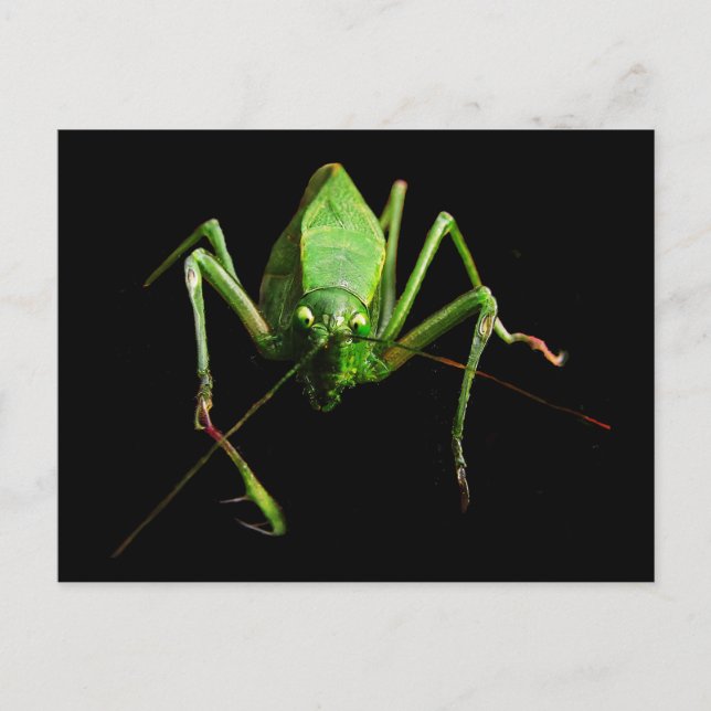 Katydid Vykort (Framsida)