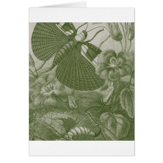 Katydids Hälsningskort (Framsidan)