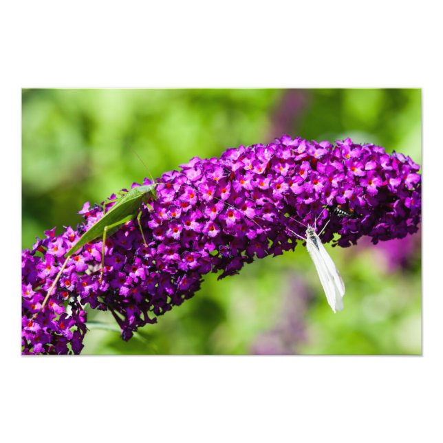 katystorisk energi fototryck (Framsidan)