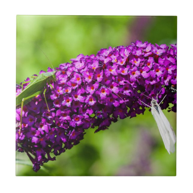 katystorisk energi kakelplatta (Framsidan)