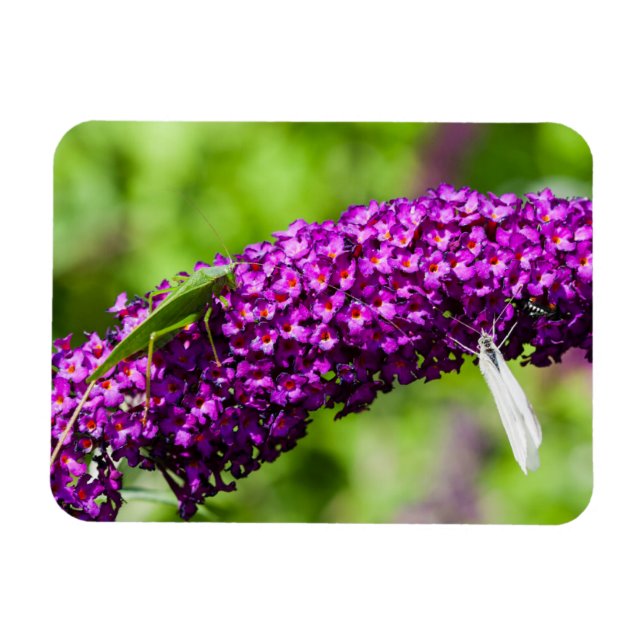 katystorisk energi magnet (Horisontell)