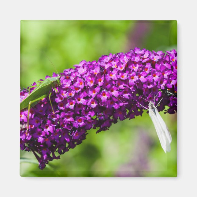 katystorisk energi magnet (Framsidan)