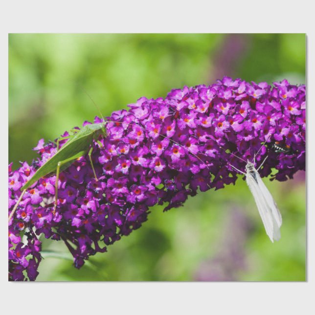 katystorisk energi presentpapper (Platt)