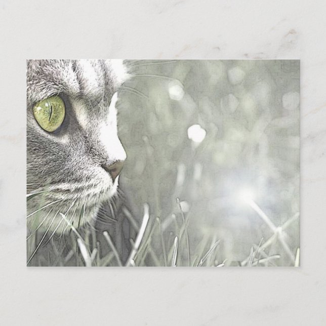 Katz Vykort (Framsida)