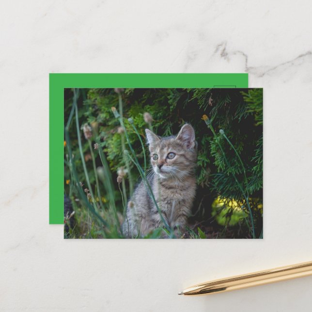 Katze - Haustiere Karte Vykort (Fram/Back In Situ)