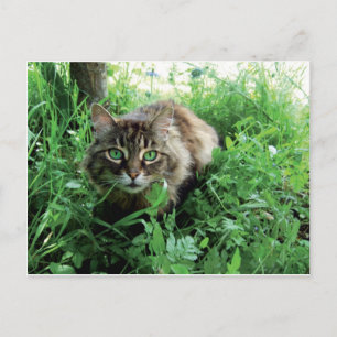 Katze Vykort