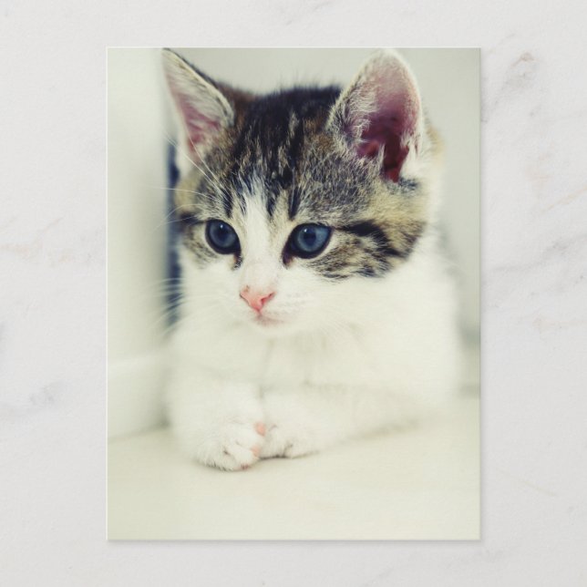 katze vykort (Framsida)