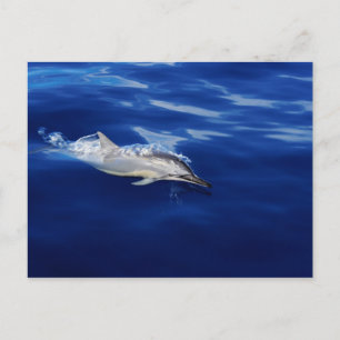 Kauai - Dolphin Breaking Free Vykort