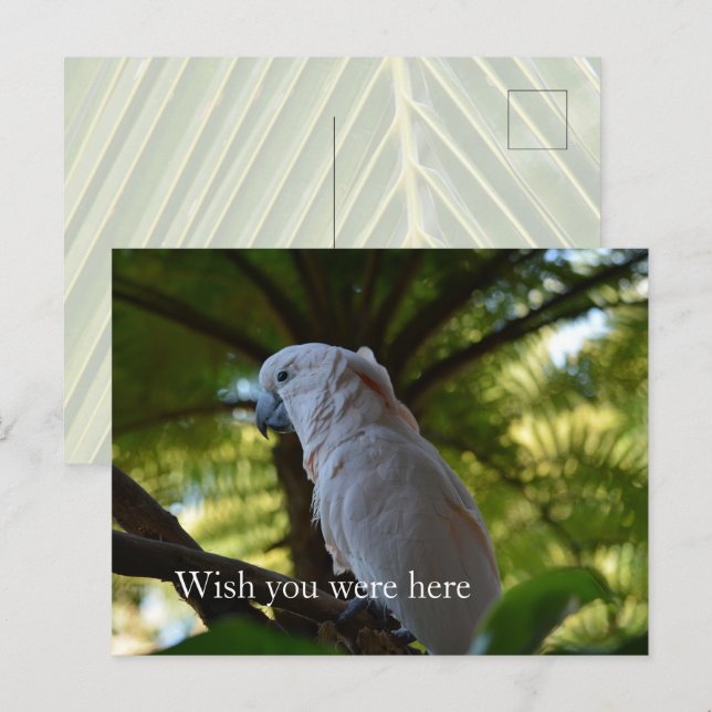 Kauai Hawaii Bird i Träd Vykort (Fram/baksida)