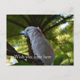 Kauai Hawaii Bird i Träd Vykort