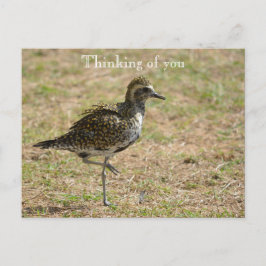 Kauai Hawaii Bird på Grass Thinking Vykort