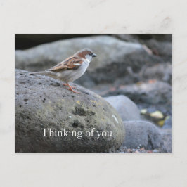 Kauai Hawaii Bird på Sten.. Vykort