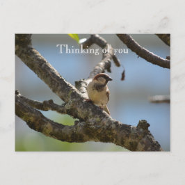 Kauai Hawaii Bird på Träd Gren. Vykort