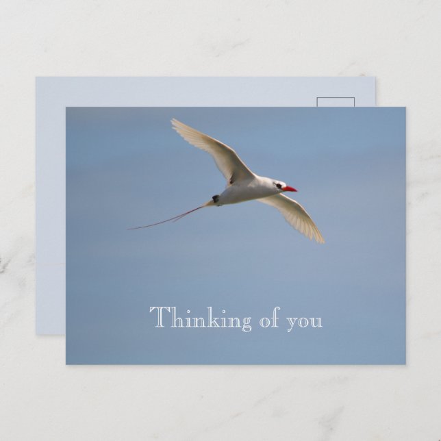 Kauai Hawaii Kilauea Flies Red Tails Tropicbird Vykort (Fram/baksida)