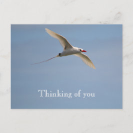 Kauai Hawaii Kilauea Flies Red Tails Tropicbird Vykort