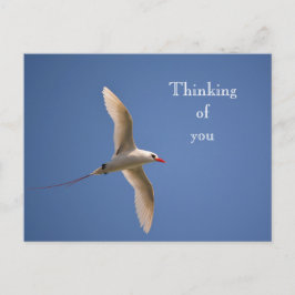 Kauai Hawaii Kilauea Red Tails Tropicbird Vykort