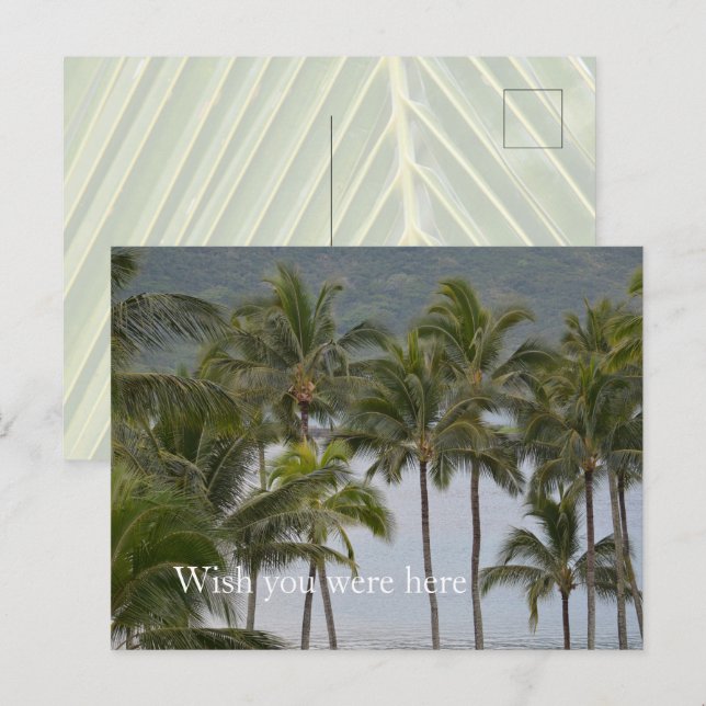 Kauai Hawaii Lihue Handflatan Träd Ocean Vykort (Fram/baksida)