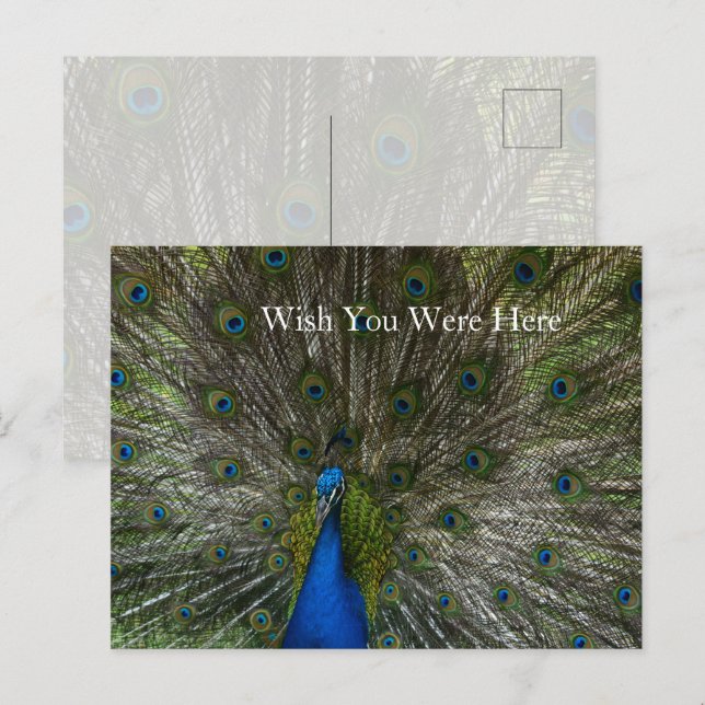 Kauai Hawaii Peacock Feathers Vykort (Fram/baksida)