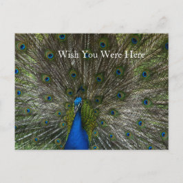 Kauai Hawaii Peacock Feathers Vykort