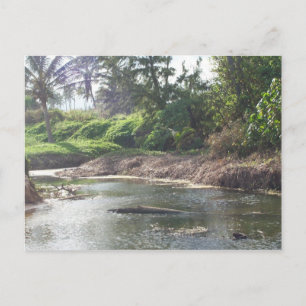 Kauai Paradise Postcard Vykort