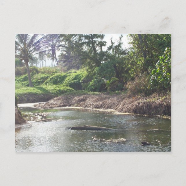 Kauai Paradise Postcard Vykort (Framsida)
