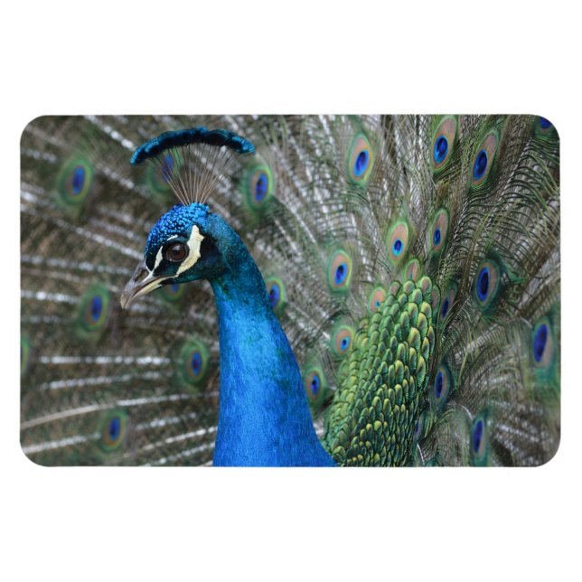 Kauai Peacock Feathers Magnet (Horisontell)