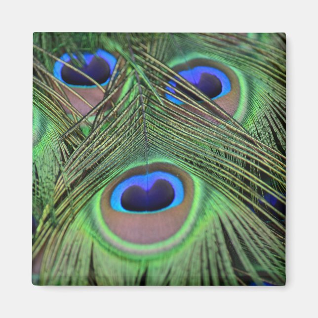 Kauai Peacock Feathers Photography Magnet (Framsidan)