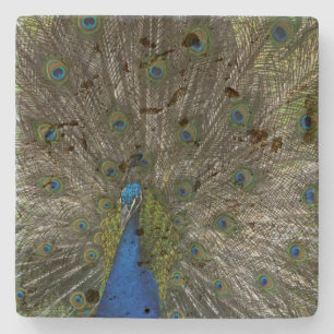 Kauai Peacock Stenunderlägg