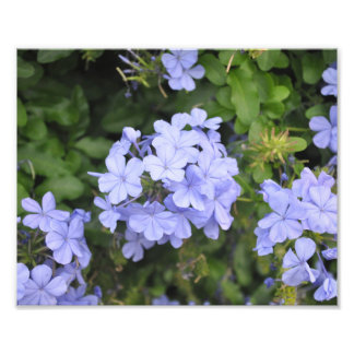 Kauai Plumbago Fototryck