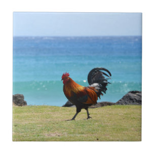 Kauai tupp kakelplatta