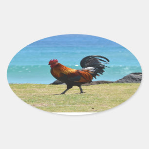 Kauai tupp ovalt klistermärke