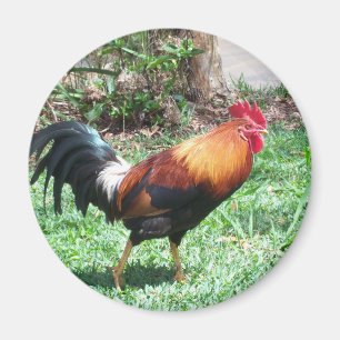Kauai tuppmagnet magnet