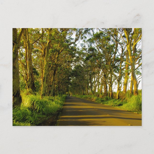 Kauai - Vägen till Poipu Vykort (Framsida)