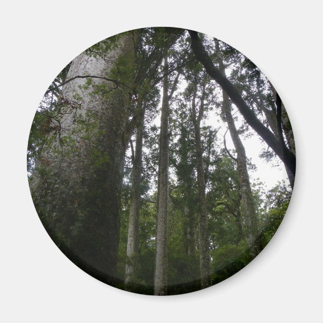 Kauri Forest Magnet (Framsidan)