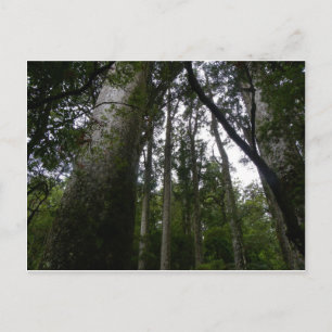 Kauri-skog Vykort