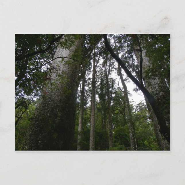 Kauri-skog Vykort (Framsida)